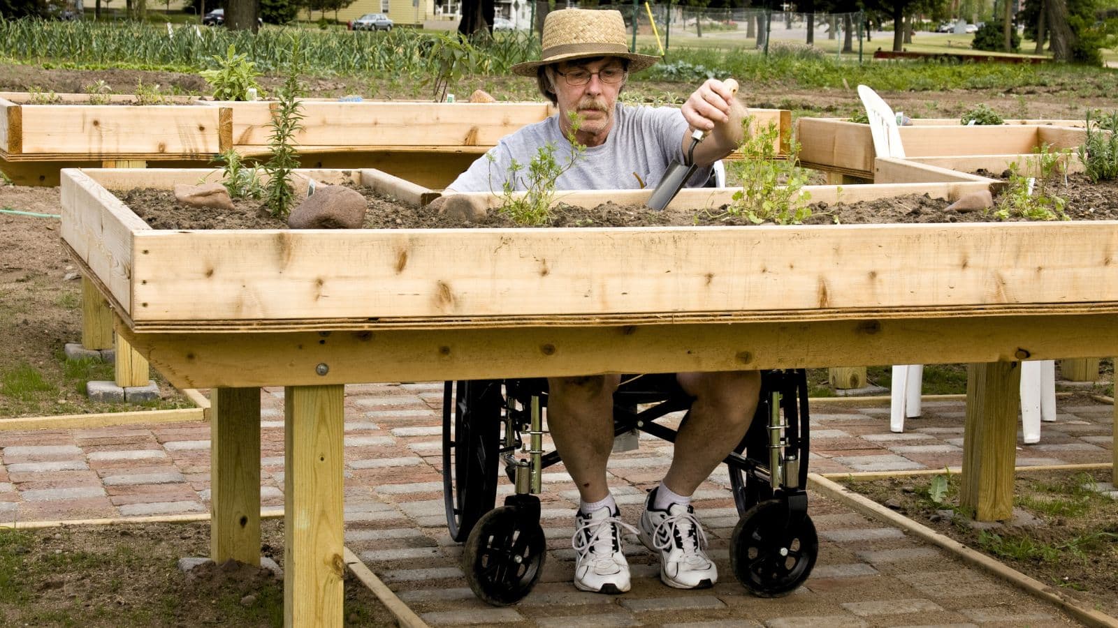 A man in a wheelchair gardening at a raised timber garden bed built at arm height